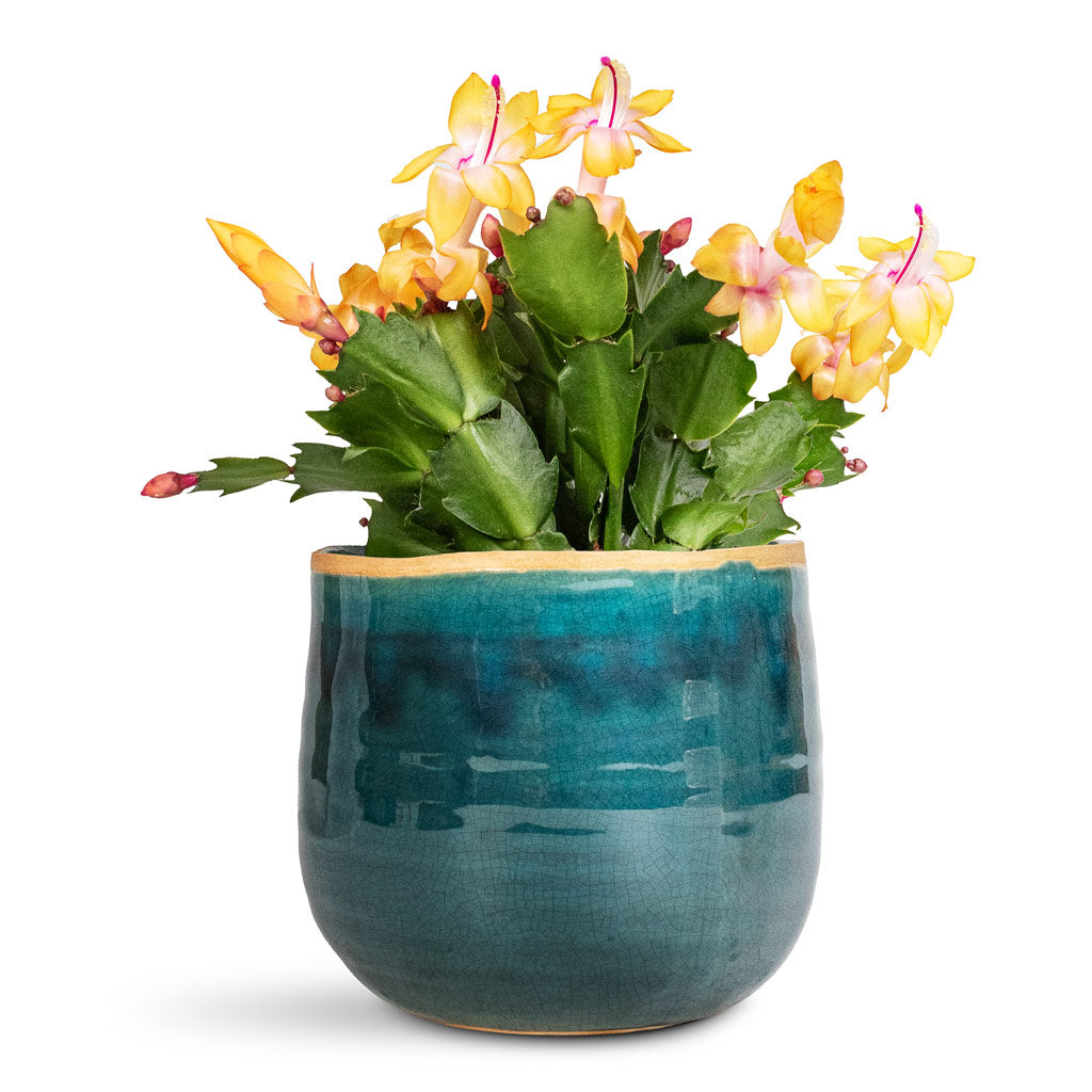 Schlumbergera Christmas Cactus Orange - 9x23cm In Iris Pot Turquoise - 14x12cm