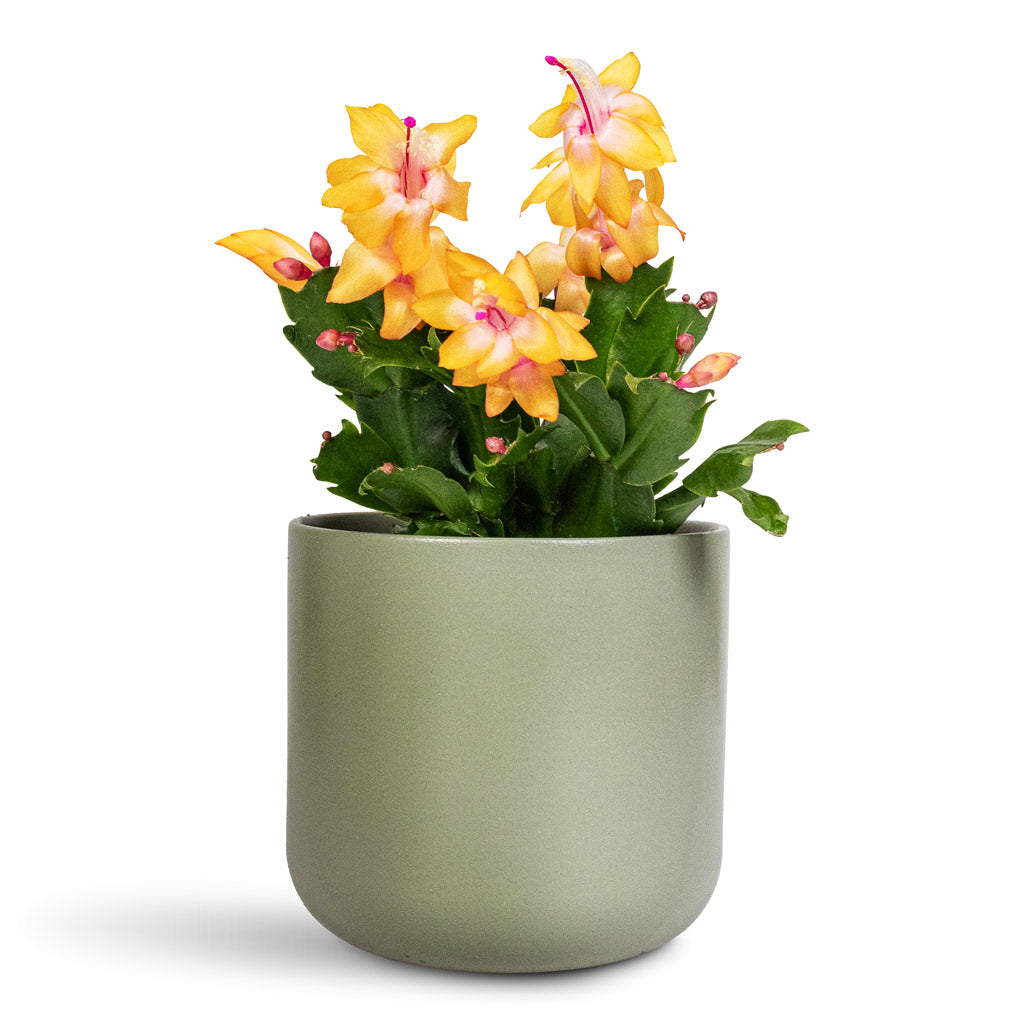 Schlumbergera Christmas Cactus Orange - 9x23cm In Lisbon Pot Sage - 13x13cm