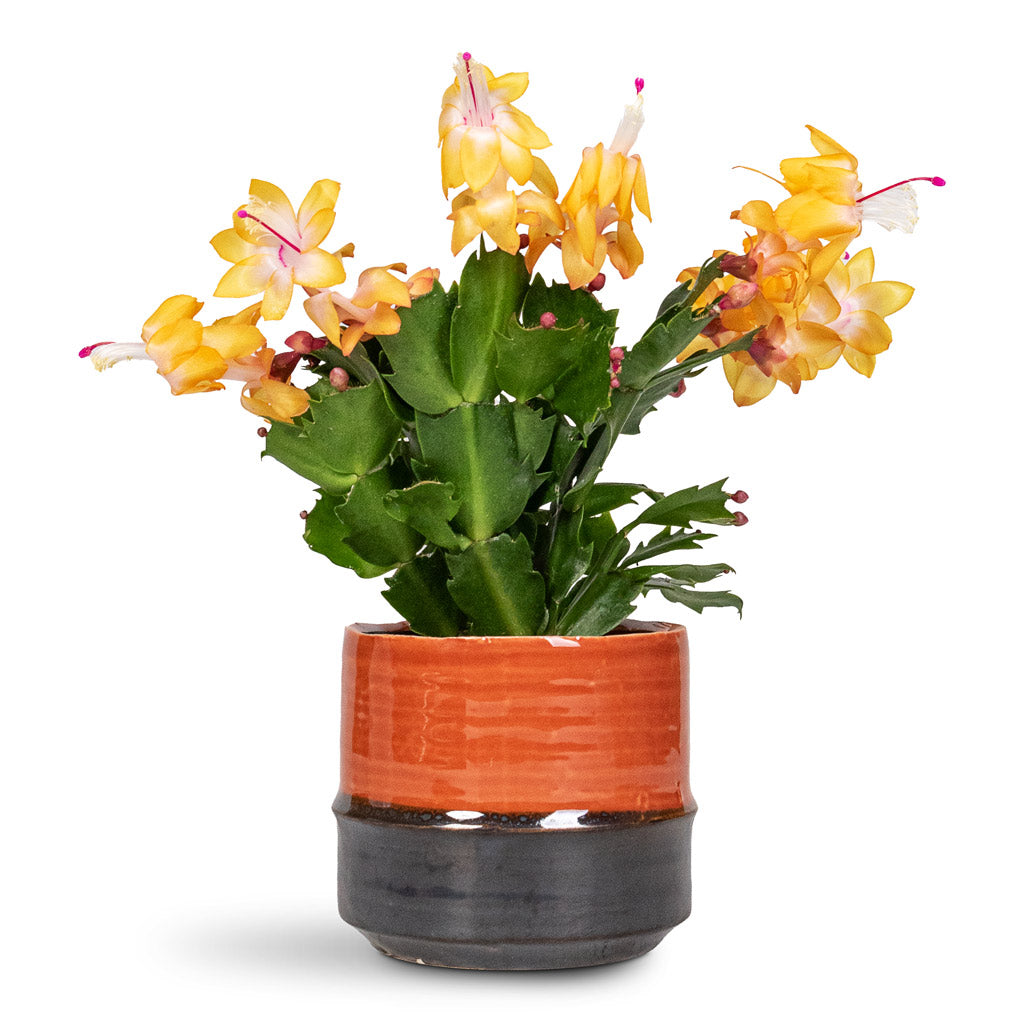 Schlumbergera Christmas Cactus Orange - 9x23cm In Marlijn Pot Coral - 11x9cm