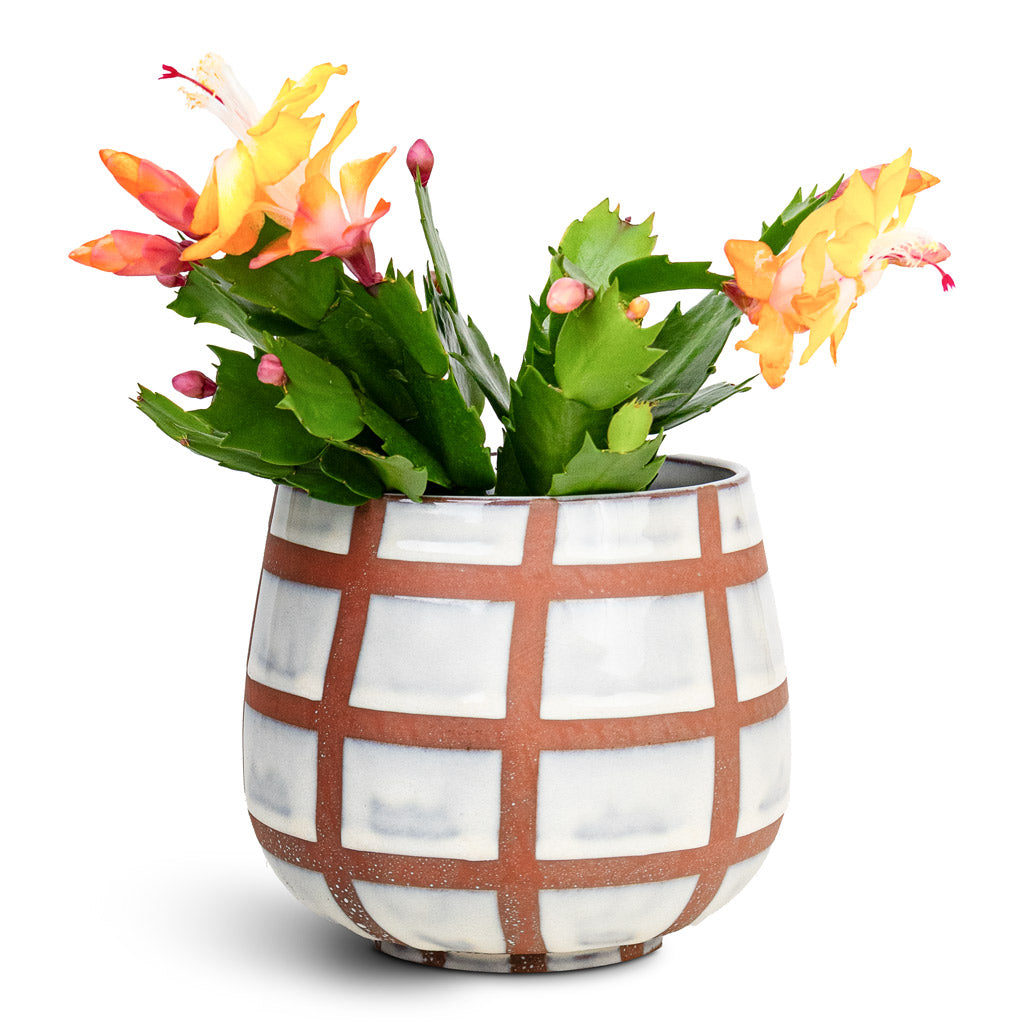 schlumbergera christmas cactus succulent indoor houseplant Schlumbergera - Christmas Cactus - Orange/Peach