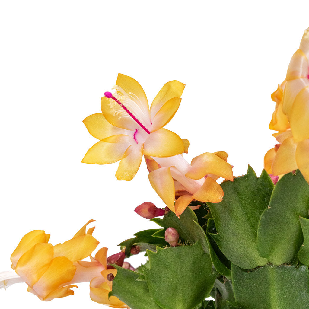 Schlumbergera Christmas Cactus Orange Close Up Of Flower 
