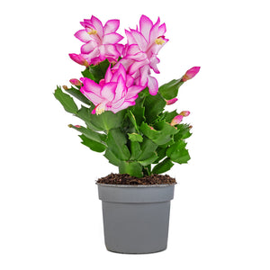 Schlumbergera - Christmas Cactus - Pink/Purple