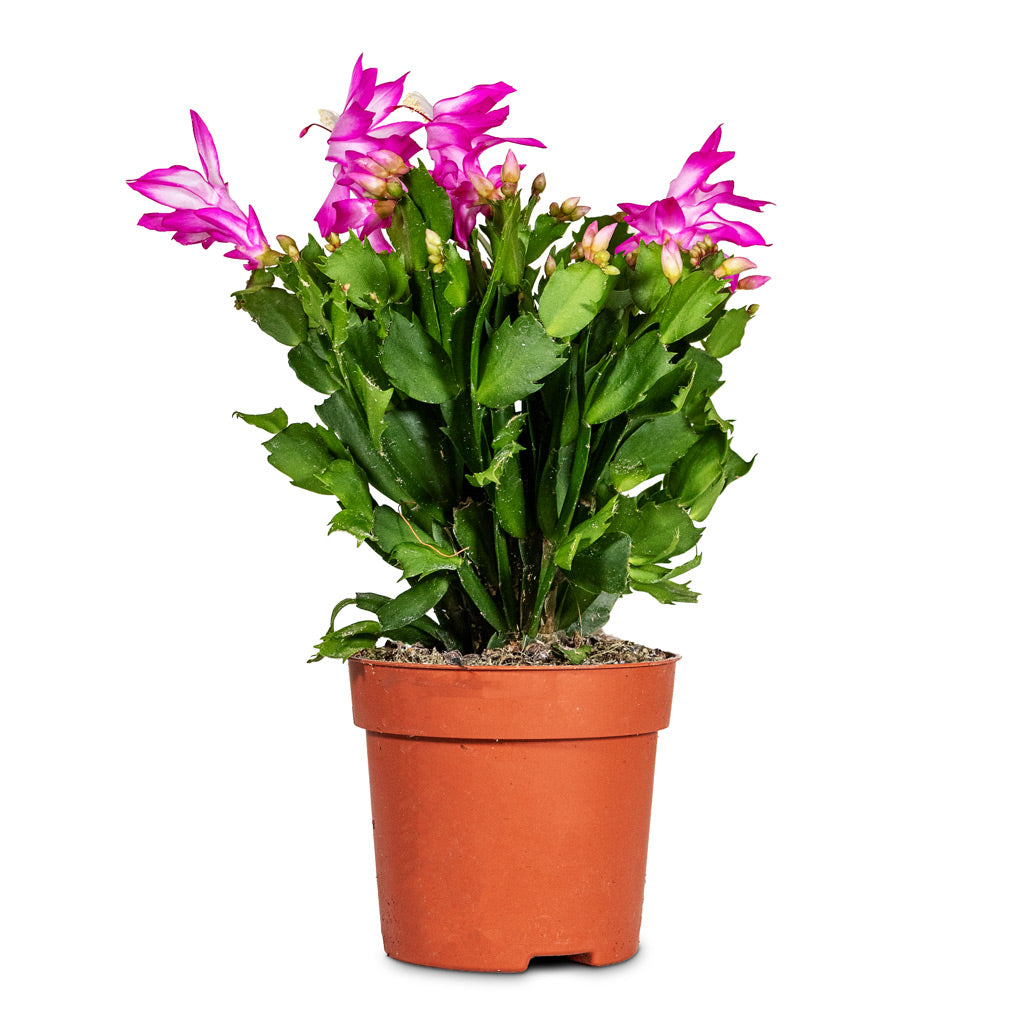 Schlumbergera Christmas Cactus Pink/Purple 10.5x25cm