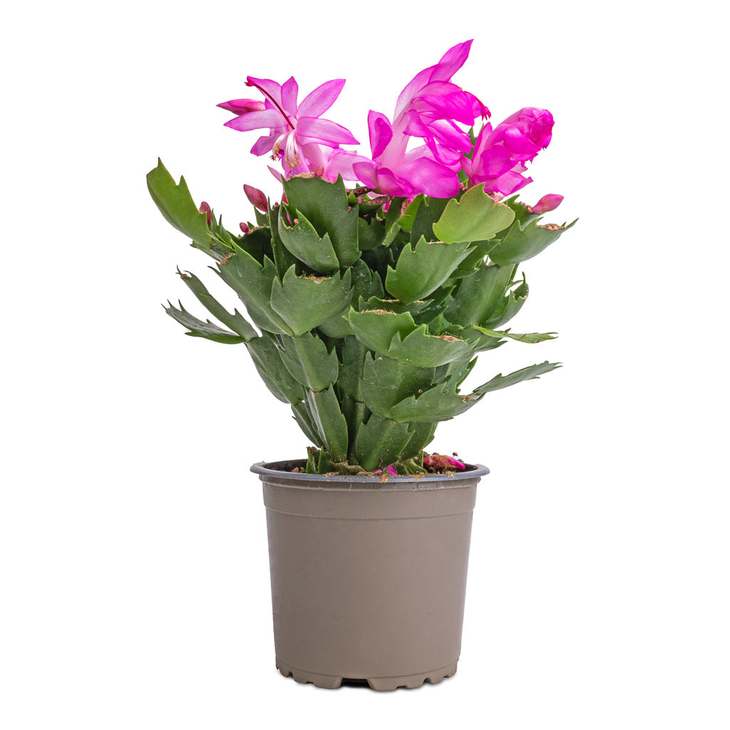 Schlumbergera - Christmas Cactus - Pink/Purple