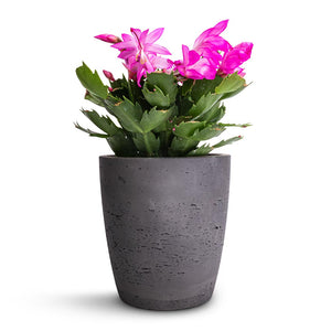 Schlumbergera - Christmas Cactus - Pink/Purple & Gerben Plant Pot - Black Washed