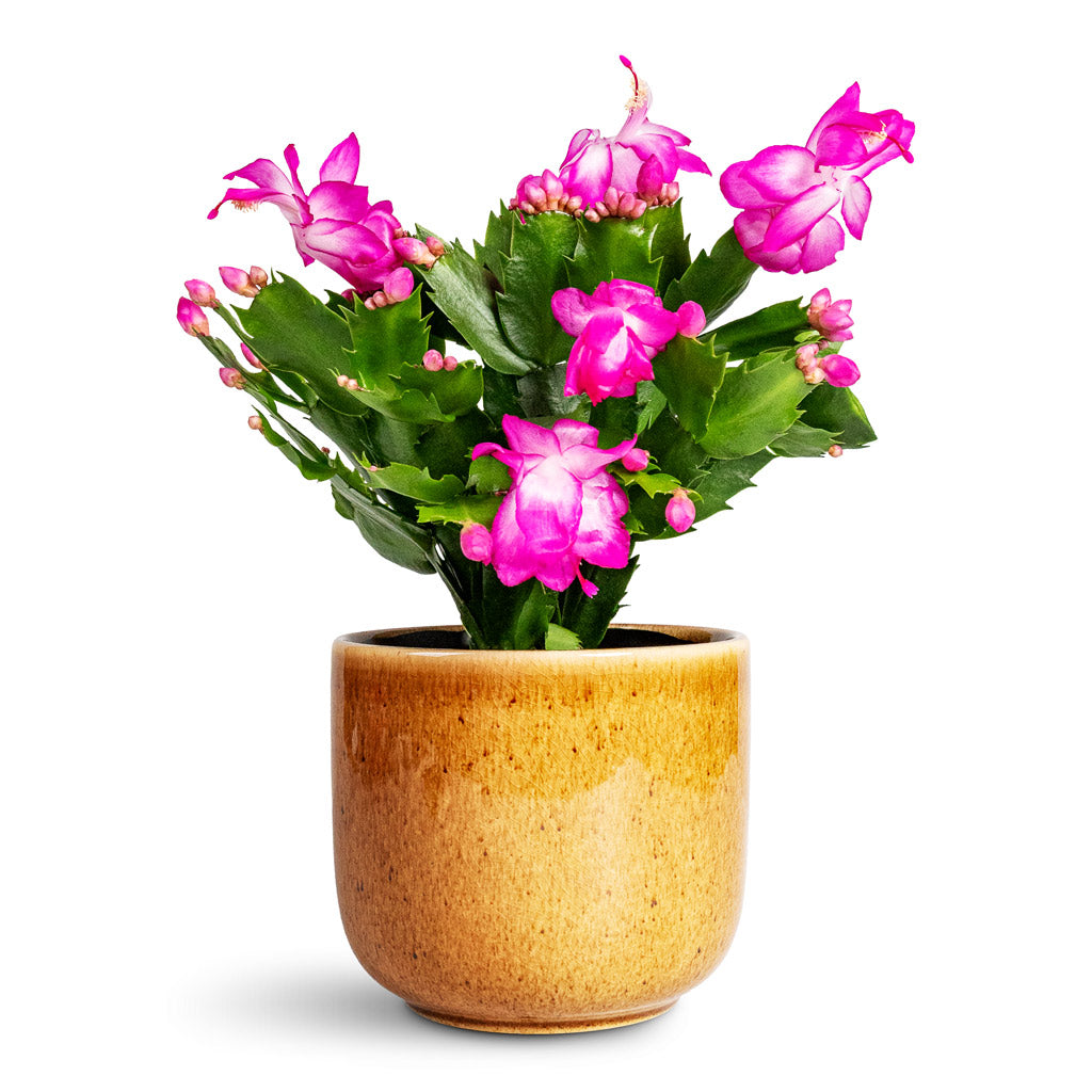 Schlumbergera Christmas Cactus Pink Purple Hortology HORTOLOGY Schlumbergera Christmas Cactus Pink Purple Hortology HORTOLOGY