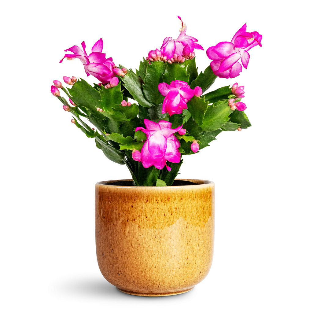 Schlumbergera Christmas Cactus Pink Purple - 12x25cm In Nine Plant Pot Caramel - 14x12cm