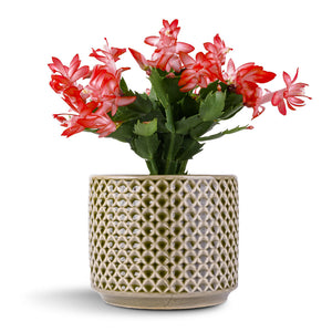 Schlumbergera - Christmas Cactus - Red & Thies Plant Pot - Olive Green
