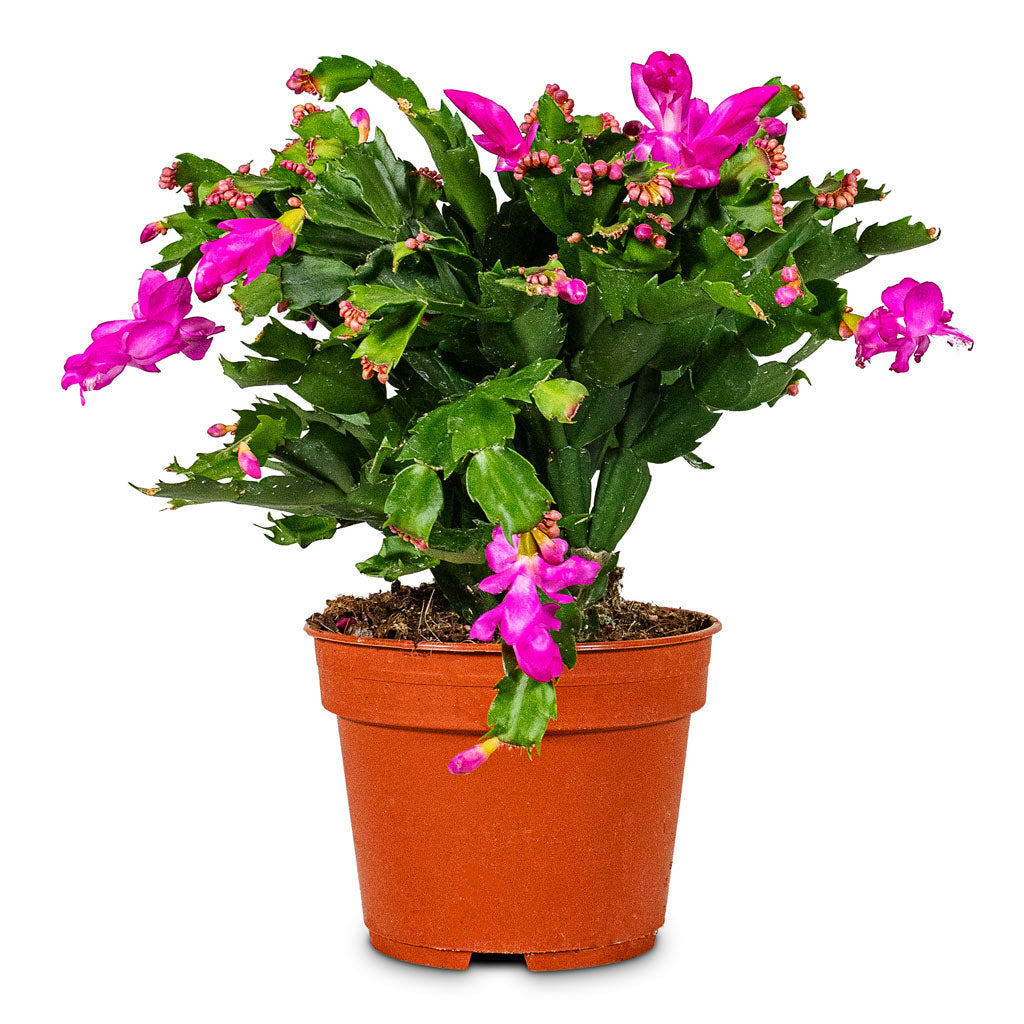 Schlumbergera Christmas Cactus Pink/Purple 17x40cm