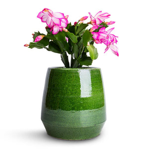 Schlumbergera - Christmas Cactus - Pink/Purple & Remi Plant Pot - Green