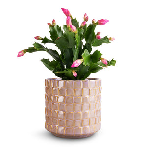 Schlumbergera - Christmas Cactus - Pink/Purple & Stian Plant Pot - Soft Nougat