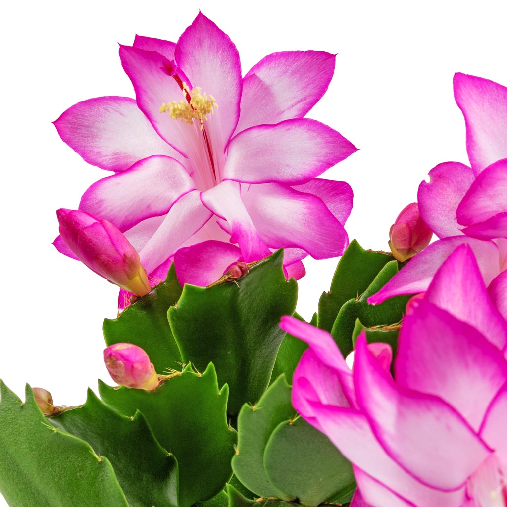Schlumbergera - Christmas Cactus - Pink/Purple Flowers