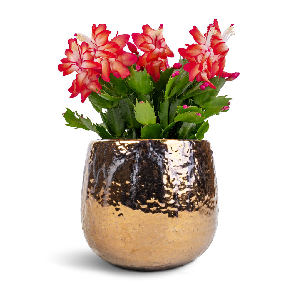Schlumbergera - Christmas Cactus - Red & Yvette Plant Pot - Gold