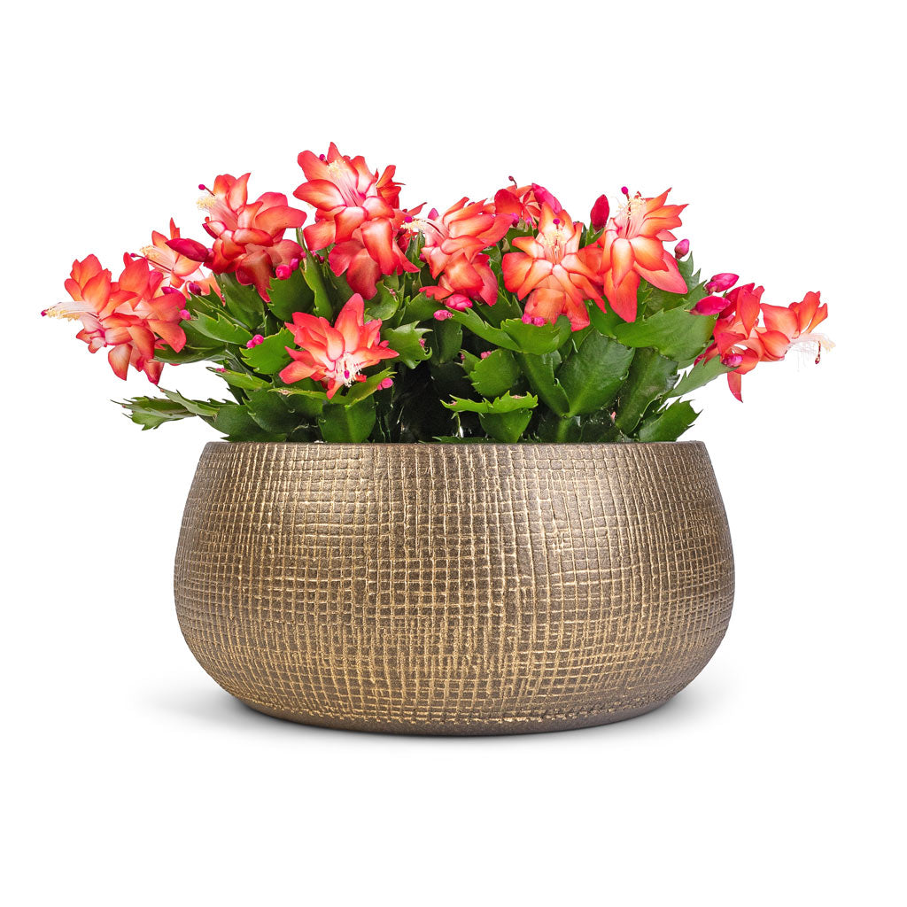 Ryan Plant Bowl Shiny Gold