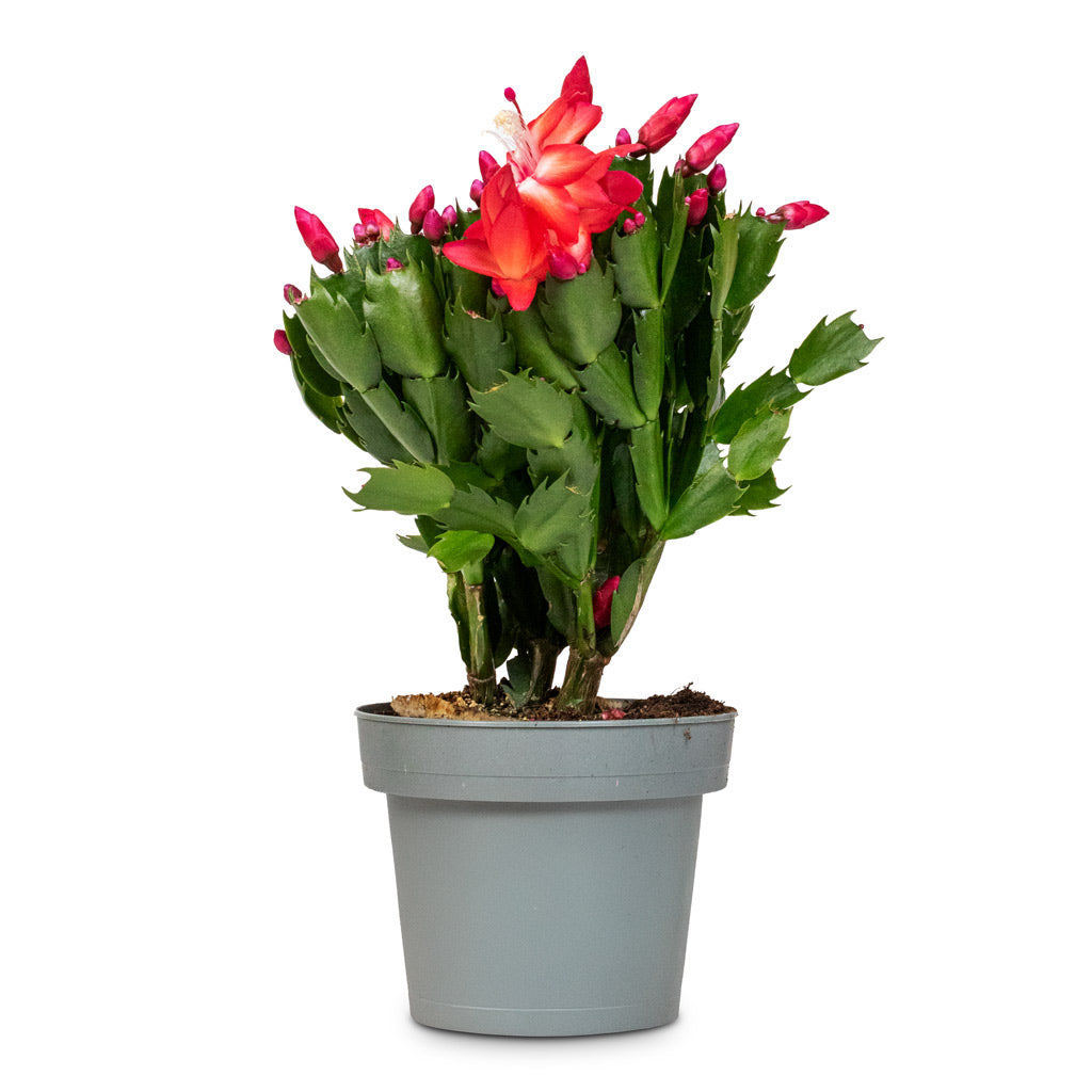 Schlumbergera Christmas Cactus Red - 14x30cm