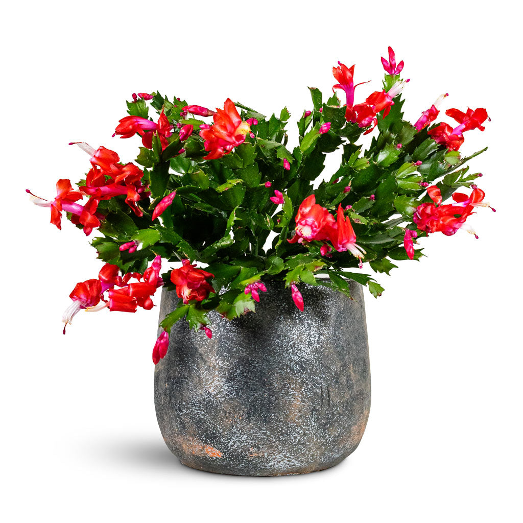 Schlumbergera Christmas Cactus Red 17x40cm House Plant in Jules Pot Shiny Purple 21x17cm
