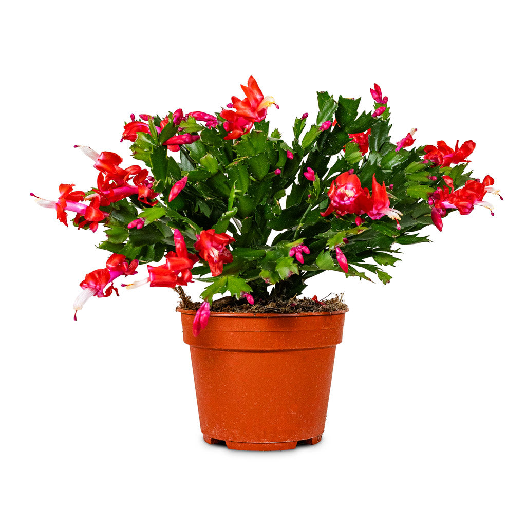 Schlumbergera Christmas Cactus Red 17x40cm
