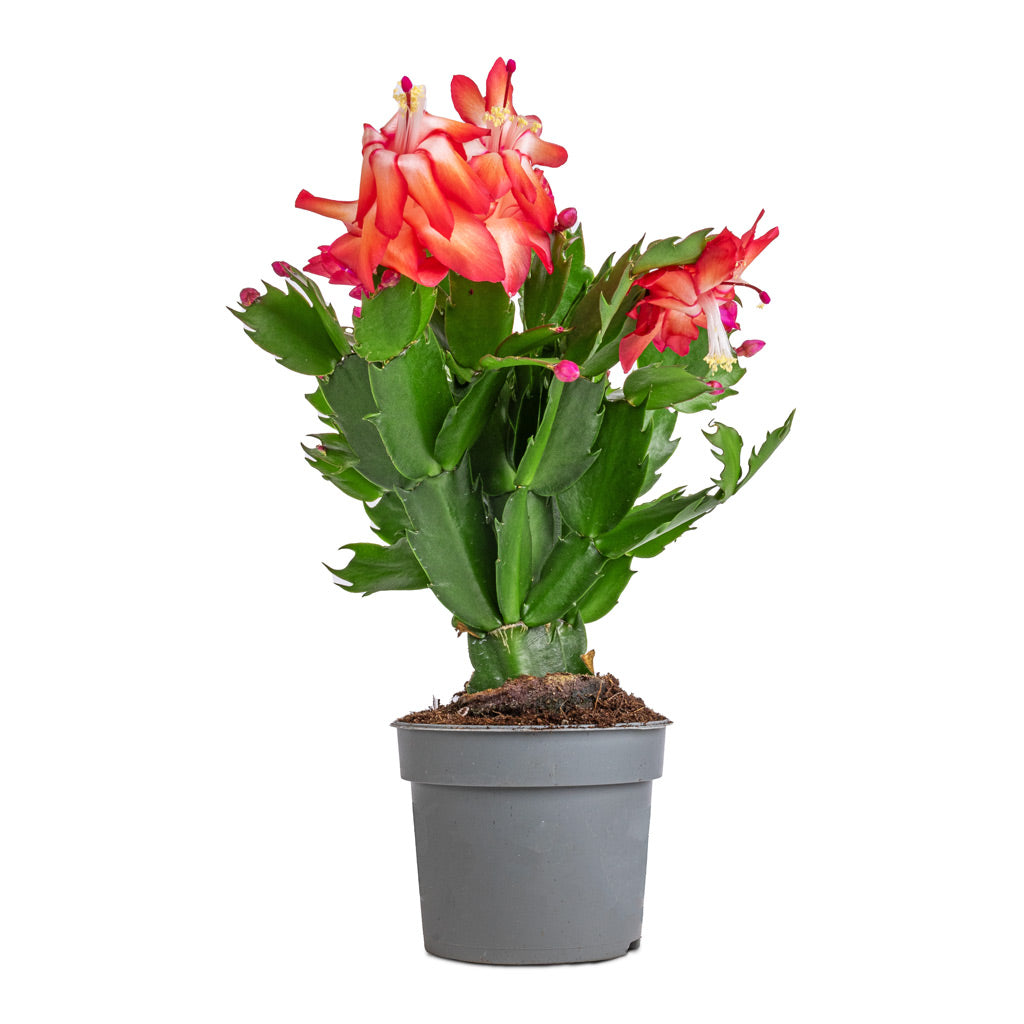 Schlumbergera - Christmas Cactus - Red - 9 x 23cm