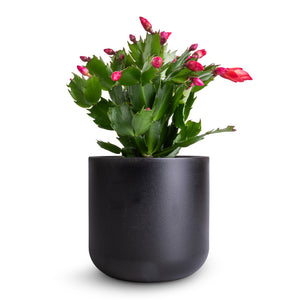 Schlumbergera - Christmas Cactus - Red & Lisbon Plant Pot - Anthracite
