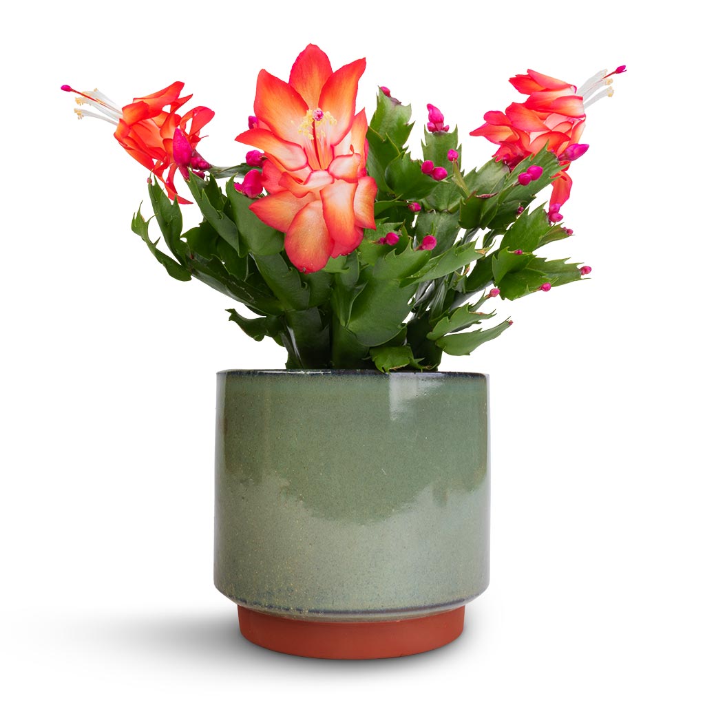 Malibu Plant Pot - Green