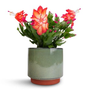 Schlumbergera - Christmas Cactus - Red & Malibu Plant Pot - Green