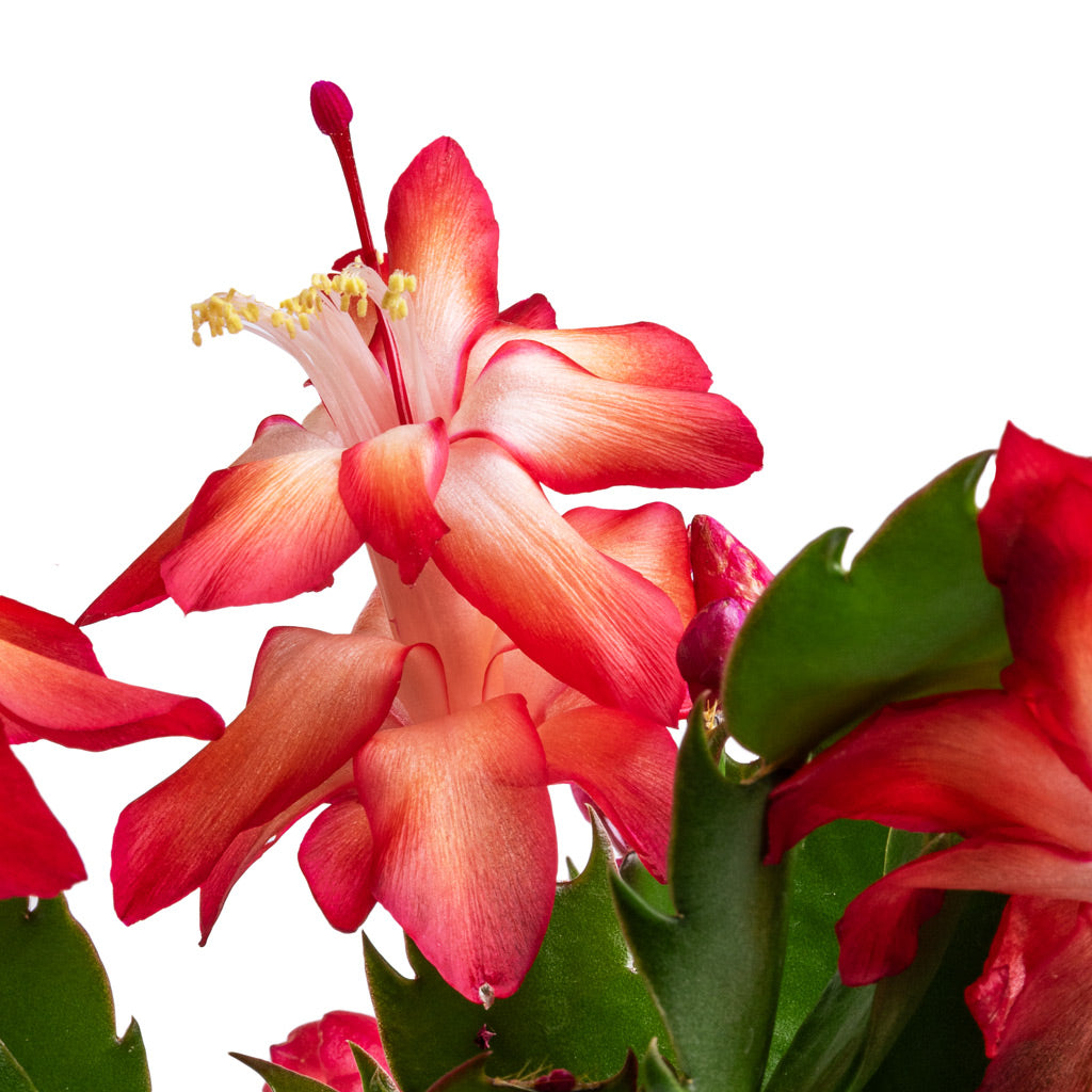 Schlumbergera - Christmas Cactus - Red & Ryan Plant Bowl - Shiny Gold