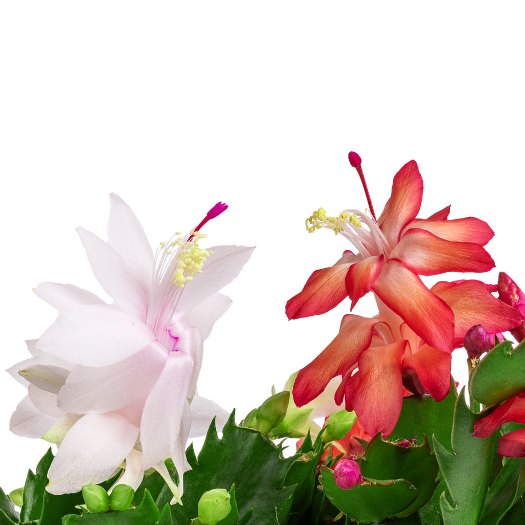 Schlumbergera - Christmas Cactus - White & Red Flowers