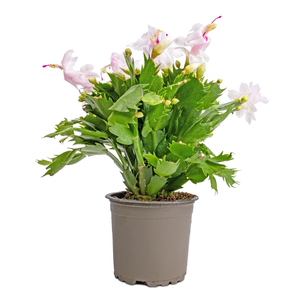 Schlumbergera - Christmas Cactus - White - 12 x 25