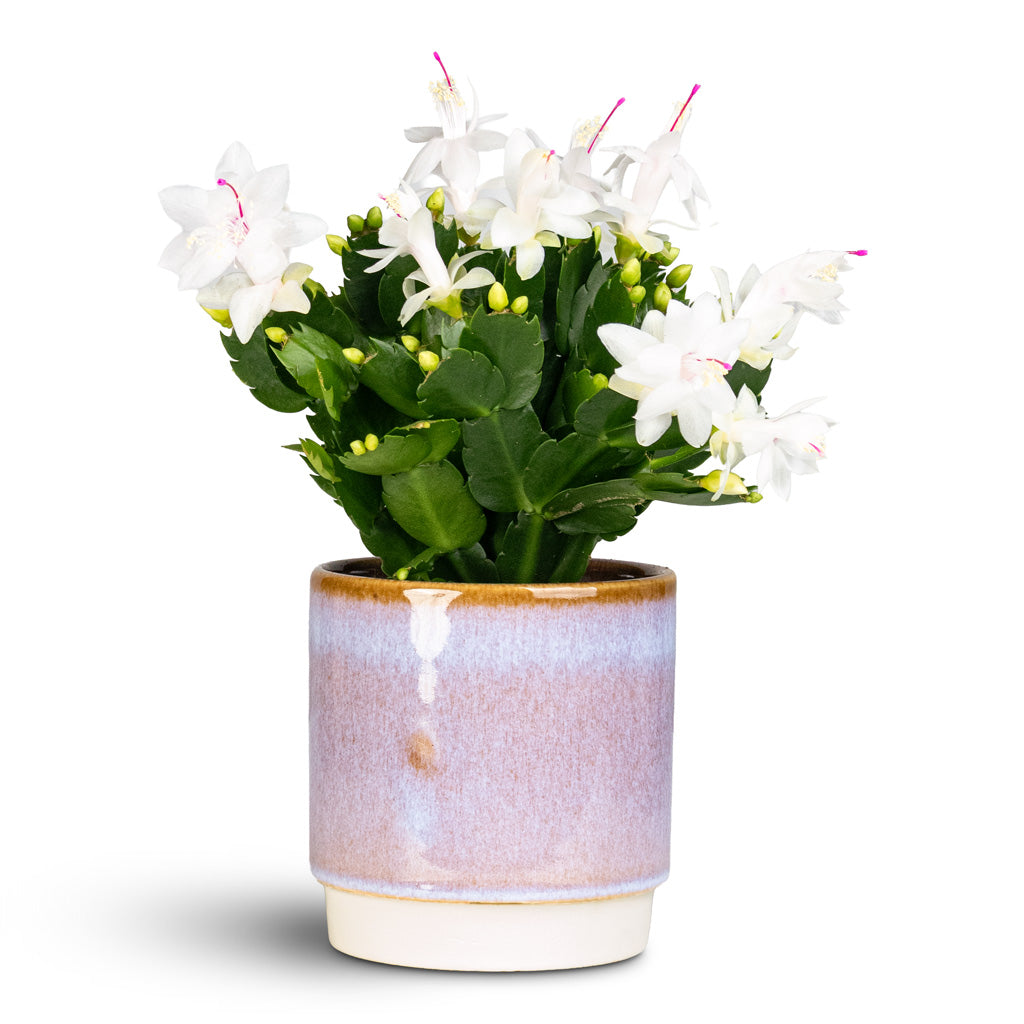 Schlumbergera Christmas Cactus White 12x25cm Copenhagen Pot Blue 13.5x14cm