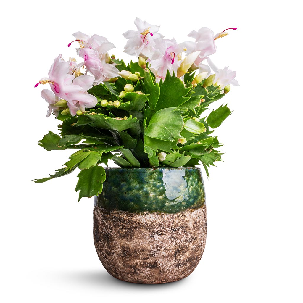 Schlumbergera - Christmas Cactus - White & Lindy Plant Pot - Black Green