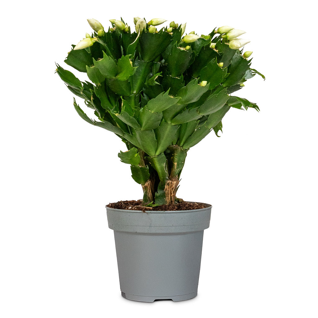 Schlumbergera Christmas Cactus White - 14x30cm