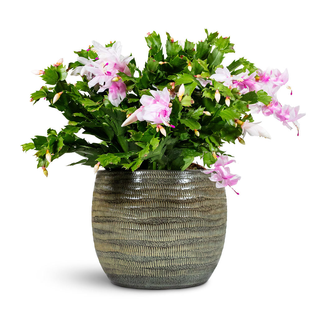 Schlumbergera Christmas Cactus White 17x40cm House Plant in Manuel Pot Shiny Grey 22x18cm