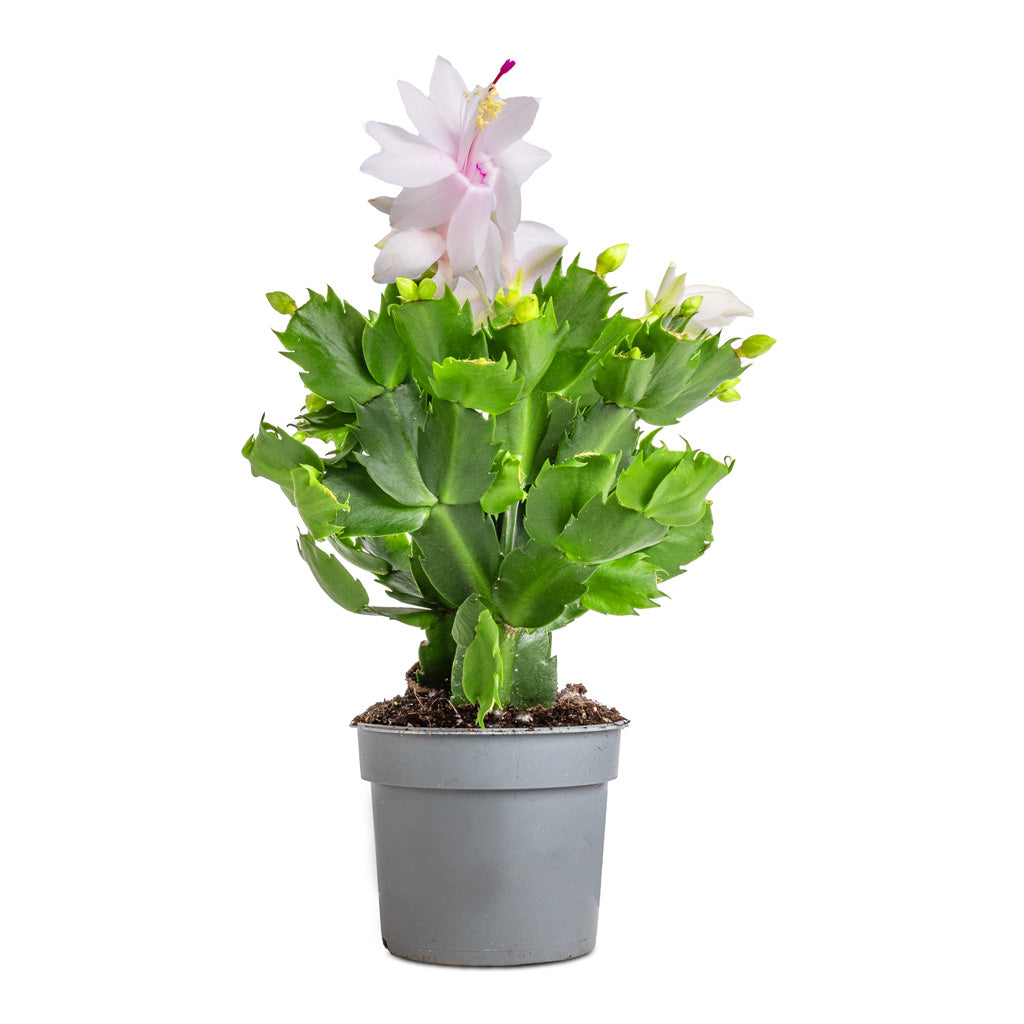 Schlumbergera - Christmas Cactus - White - 9 x 23cm