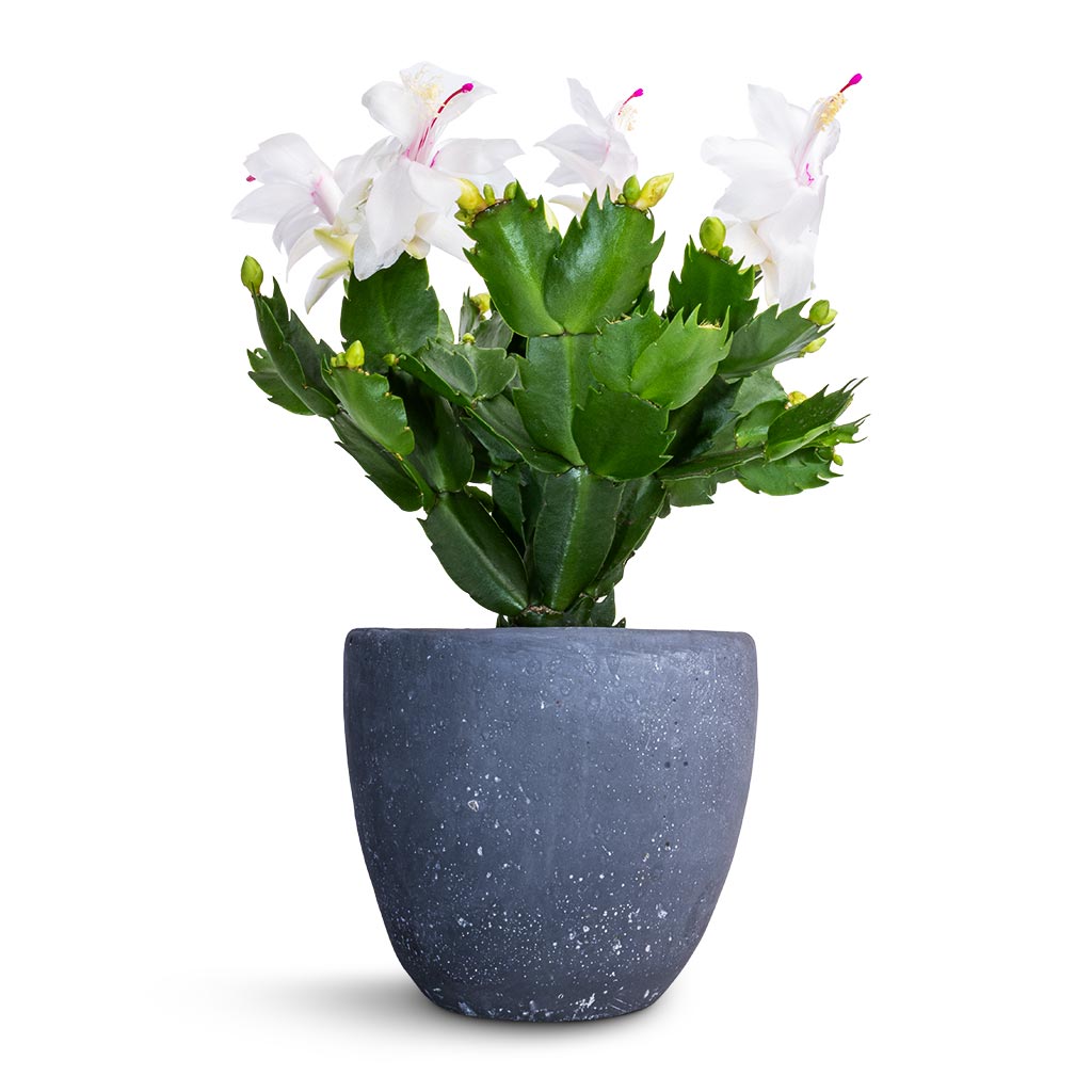 Schlumbergera - Christmas Cactus - White &amp; Anne Plant Pot - Blue Stone
