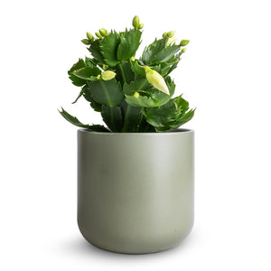 Schlumbergera - Christmas Cactus - White & Lisbon Plant Pot - Sage