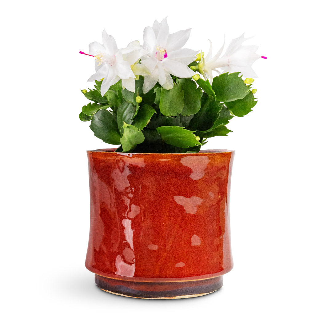 Schlumbergera Christmas Cactus White - 9x23cm In Nolan Plant Pot Red - 17x15cm