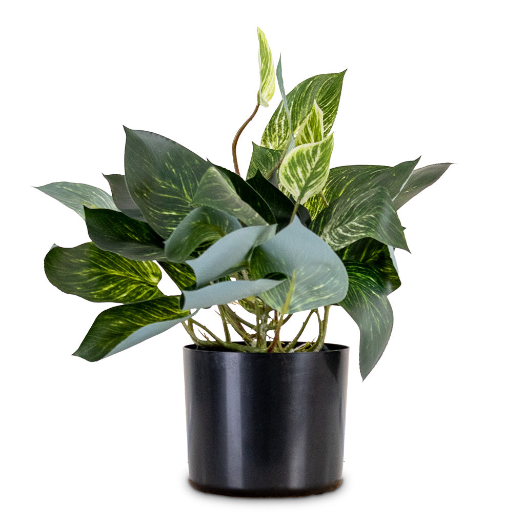 Scindapsus Bush Green White Potted Artificial 55cm