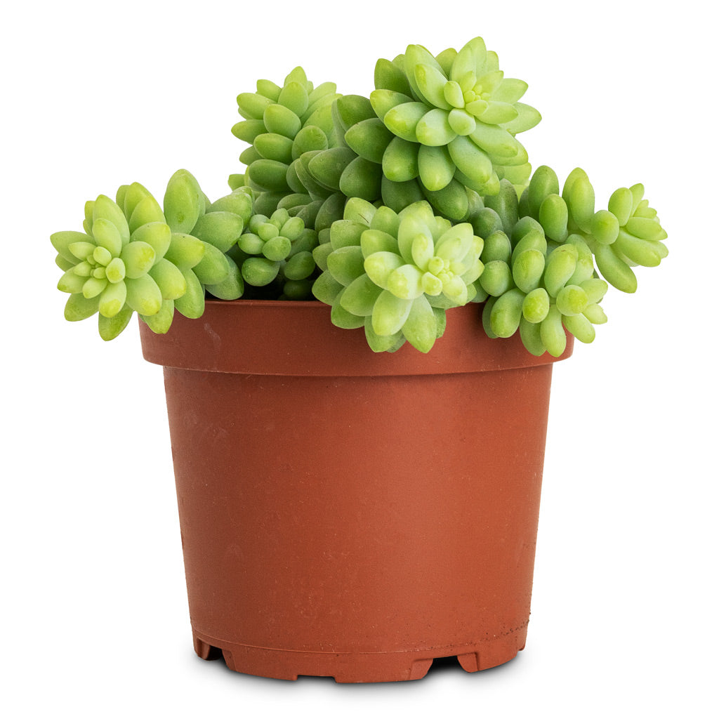 Sedum Burrito Donkey Tail - 12x20cm