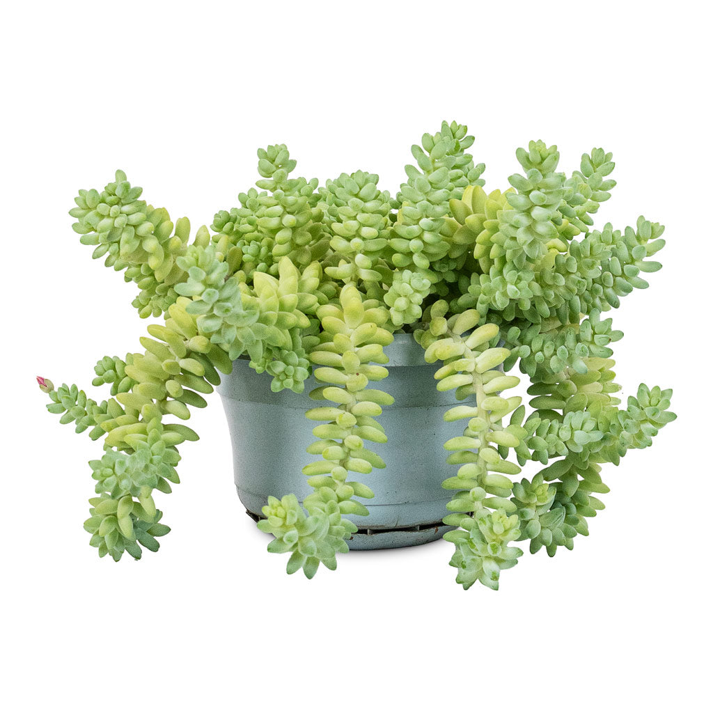 Sedum-Burrito-Donkey-Tail-14x30cm