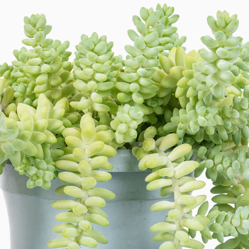Sedum Burrito - Donkey Tail Houseplant & Novi Plant Pot - Grey Washed