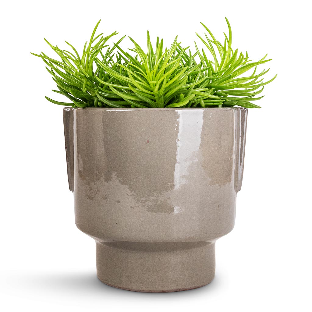 Senecio Himalaya - Himalaya Groundsel & Aries Handles Plant Pot - Charcoal