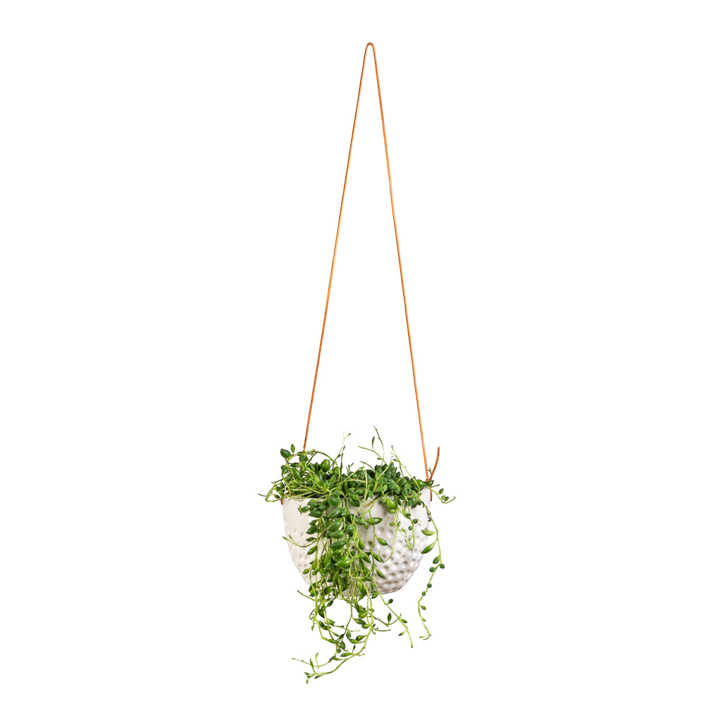 Senecio herreianus - String of Beads & Dot Hanging Indoor Pot