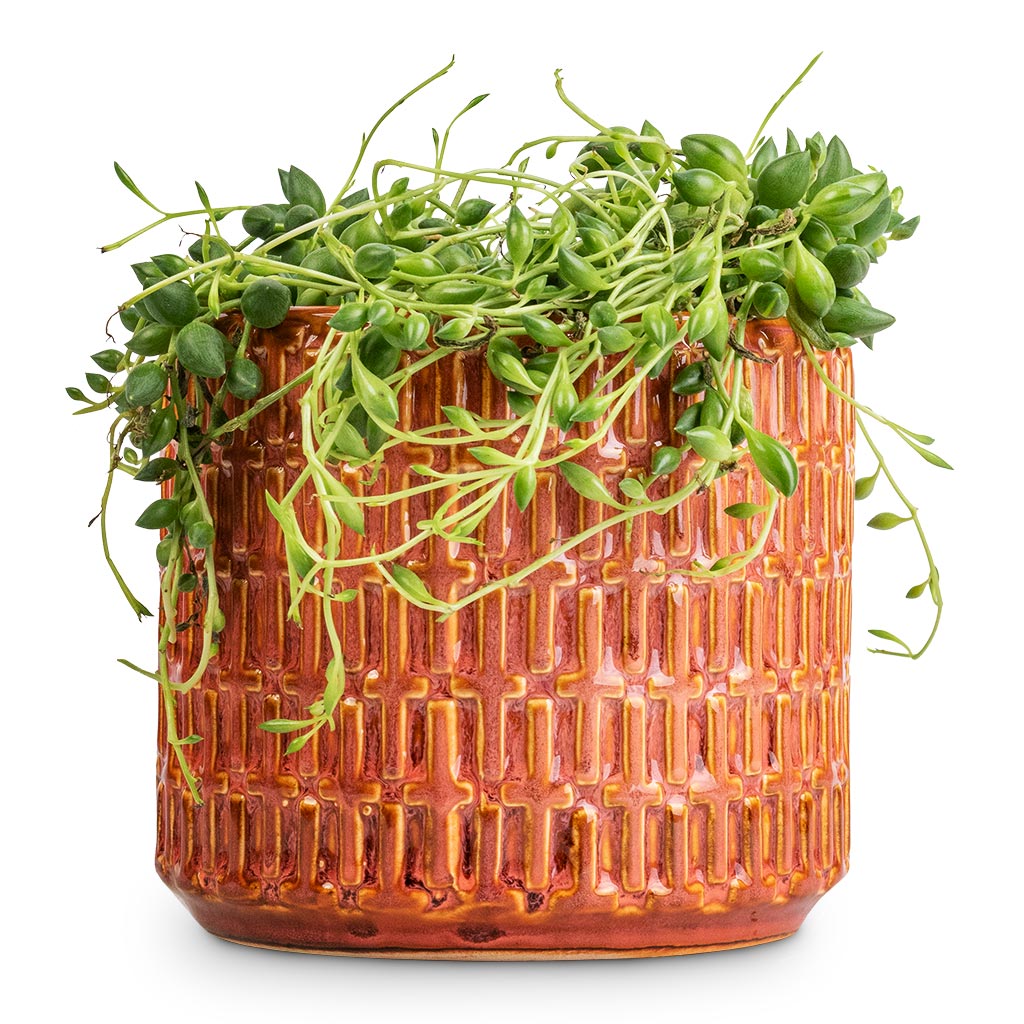 Senecio herreianus - String of Beads & Flor Plant Pot - Orange