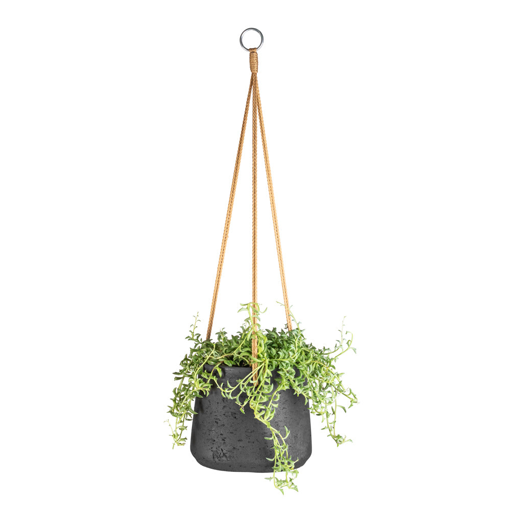 Senecio peregrinus - String of Dolphins &amp; Patt Hanging Plant Pot - Black Washed