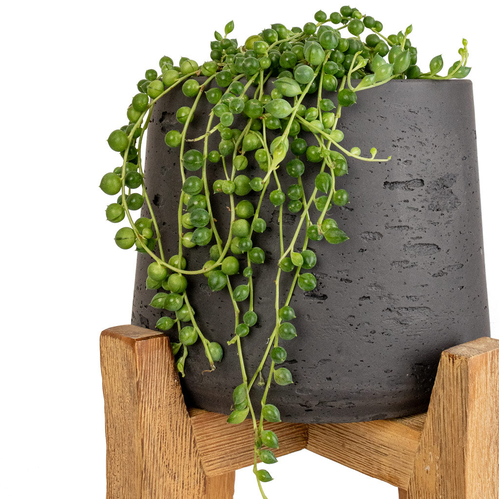 Senecio rowleyanus - String of Pearls & Patt Plant Pot - Tall Stand - Black Washed