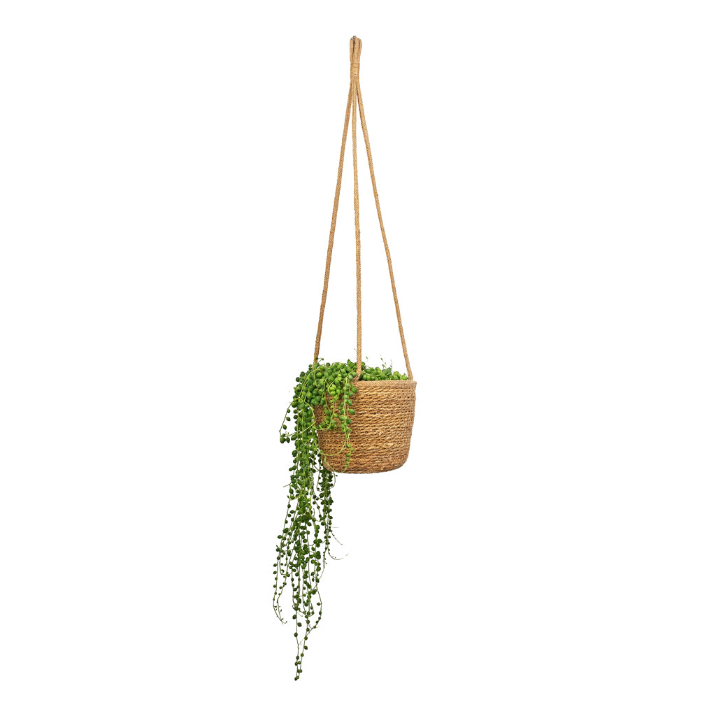 Senecio rowleyanus - String of Pearls & Igmar Hanging Plant Basket - Natural