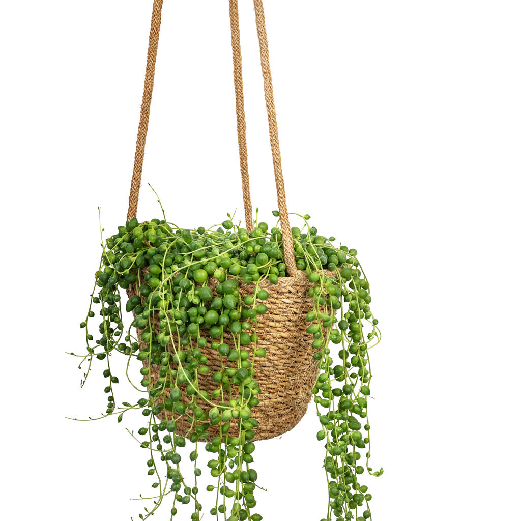 Senecio rowleyanus - String of Pearls & Igmar Hanging Plant Basket - Natural