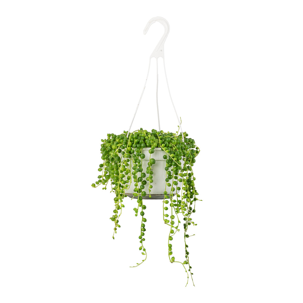 Senecio rowleyanus - String of Pearls - Hanging Plants | Hortology ...