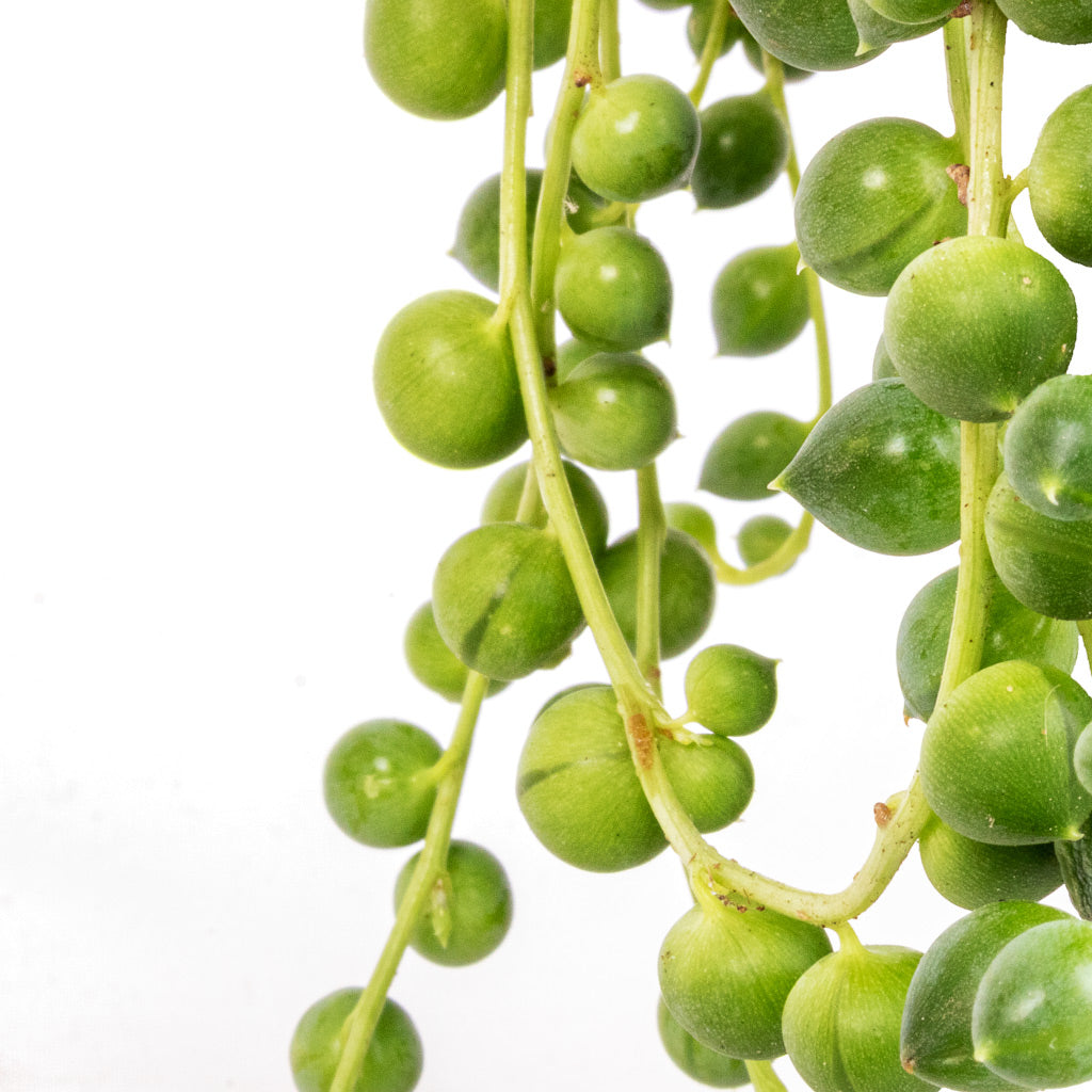Senecio rowleyanus - String of Pearls - Close Up