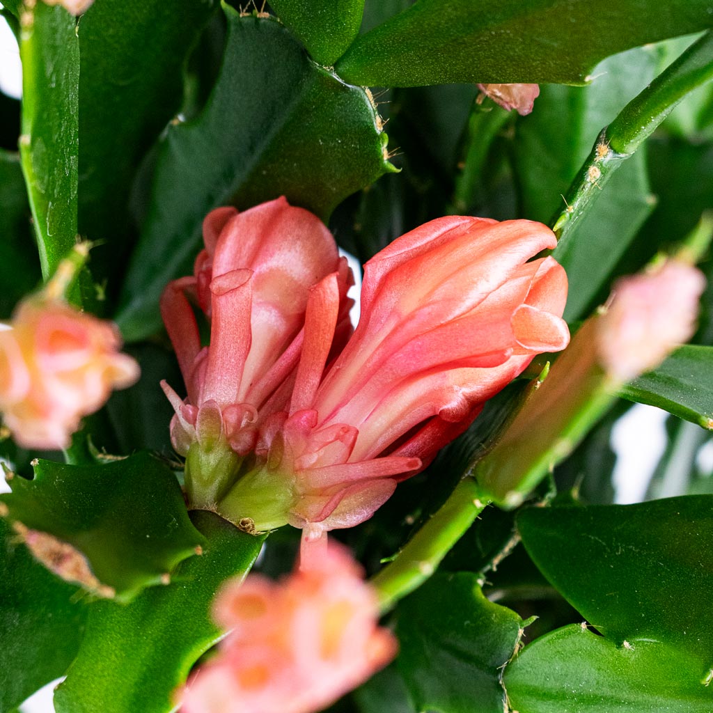 Schlumbergera - Christmas Cactus - Orange/Peach